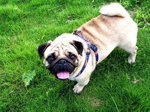 巴哥新爆料明哥视频大全,揭秘明哥视频大全背后的惊人真相  第1张