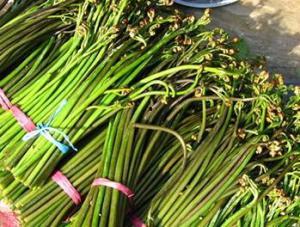 爆料地狱火蕨最新视频,揭秘植物界的奇异现象  第1张